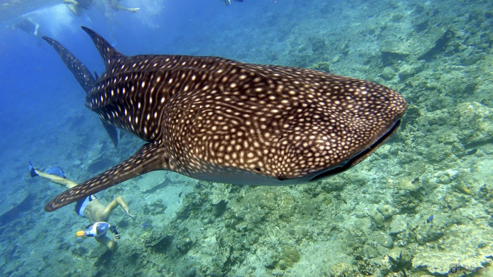 Whale Shark Research Programme
